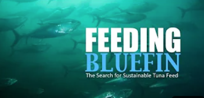Feeding Bluefin